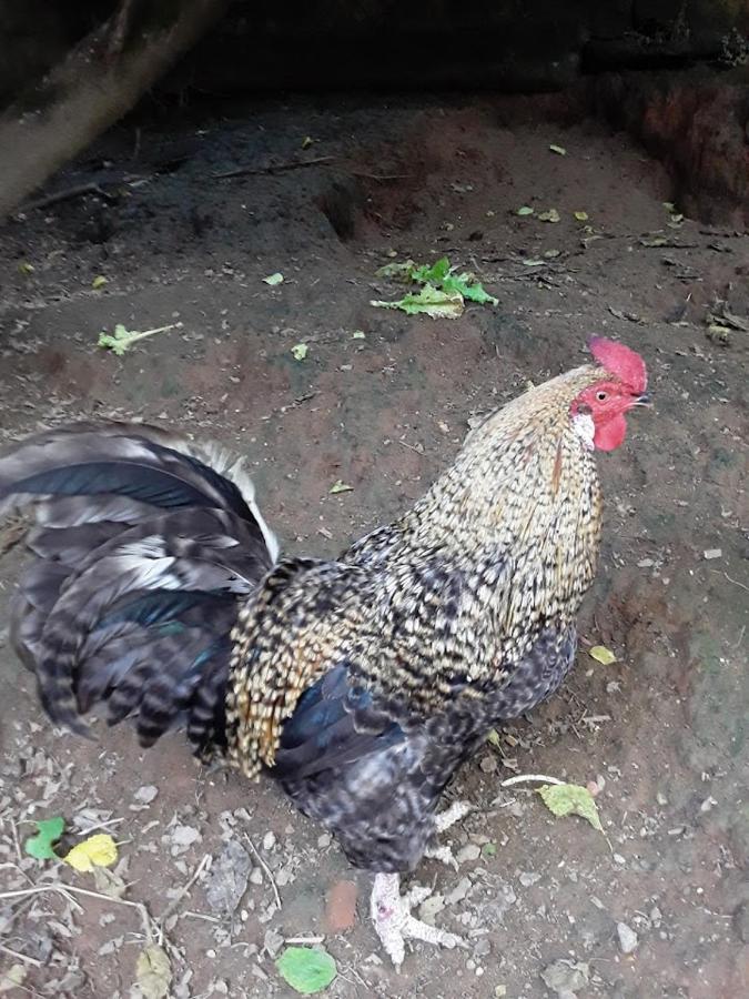 Willa Casa Ikeda Suzano Zewnętrze zdjęcie